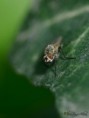 /album/diptera/mosca-parasita-tachinidae-macquartia-jpg/